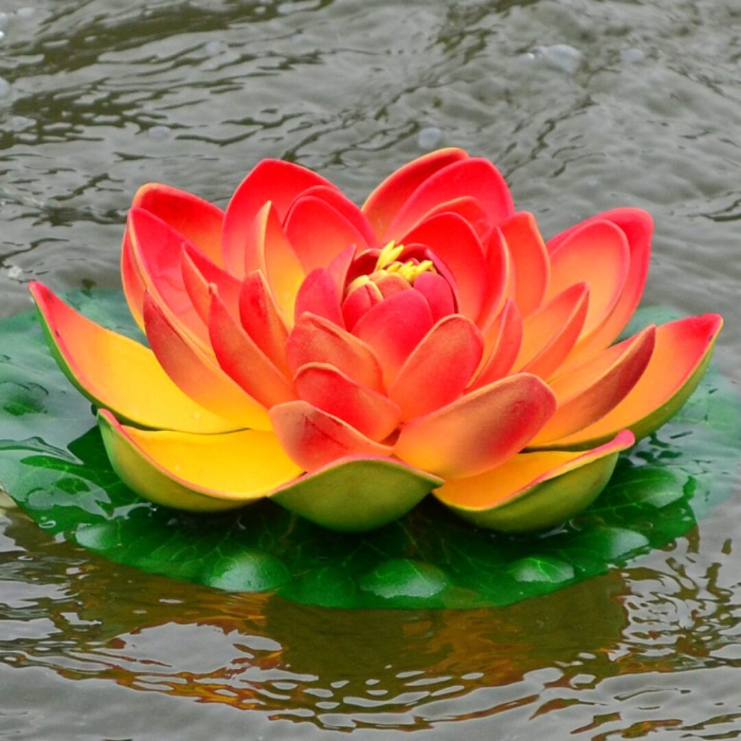 A red and yellow flower floating on top of water.